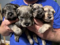Miniature Schnauzer Puppies for sale in Hickory, NC, USA. price: NA