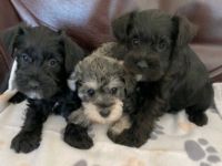 Miniature Schnauzer Puppies for sale in Chicago, IL 60614, USA. price: NA
