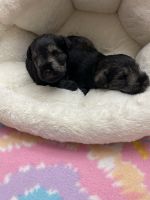 Miniature Schnauzer Puppies for sale in 1273 Old State Hwy 20, Alexander, NC 28701, USA. price: NA