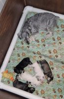 Miniature Schnauzer Puppies for sale in Richland, WA, USA. price: NA