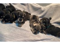 Miniature Schnauzer Puppies for sale in Pittsburgh, PA, USA. price: NA