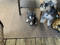 Miniature Schnauzer Puppies for sale in Newport News, VA, USA. price: NA