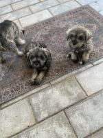 Miniature Schnauzer Puppies for sale in Clermont, FL, USA. price: NA