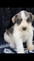 Miniature Schnauzer Puppies for sale in Gilroy, CA 95020, USA. price: NA