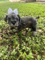 Miniature Schnauzer Puppies for sale in Cibolo, TX, USA. price: NA