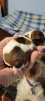 Miniature Schnauzer Puppies for sale in 2816 Bellevue St, Houston, TX 77017, USA. price: NA