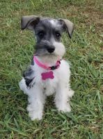Miniature Schnauzer Puppies for sale in Houston, TX, USA. price: NA