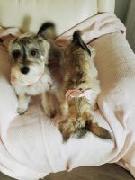 Miniature Schnauzer Puppies for sale in Morriston, FL 32668, USA. price: NA
