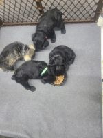 Miniature Schnauzer Puppies for sale in Wilkesboro, NC, USA. price: NA