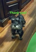 Miniature Schnauzer Puppies for sale in Easley, SC, USA. price: NA