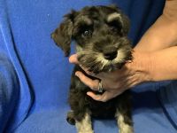 Miniature Schnauzer Puppies for sale in 49665 Blairmont Rd, Adena, OH 43901, USA. price: NA