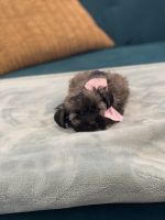 Miniature Schnauzer Puppies for sale in Phoenix, AZ 85041, USA. price: NA