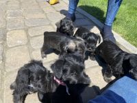 Miniature Schnauzer Puppies for sale in Kennewick, WA, USA. price: NA