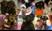 Miniature Schnauzer Puppies for sale in Paducah, KY, USA. price: NA
