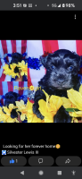 Miniature Schnauzer Puppies for sale in Goodyear, AZ 85338, USA. price: NA