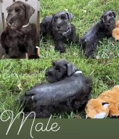 Miniature Schnauzer Puppies for sale in Princeton, FL 33032, USA. price: NA