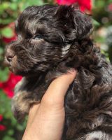 Miniature Schnauzer Puppies for sale in Knoxville, TN, USA. price: NA