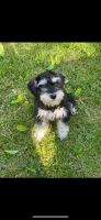 Miniature Schnauzer Puppies for sale in Pataskala, OH, USA. price: NA