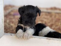 Miniature Schnauzer Puppies for sale in Sienna Plantation, TX, USA. price: NA