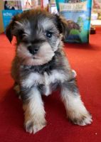 Miniature Schnauzer Puppies for sale in Aberdeen, NC 28315, USA. price: NA