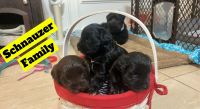 Miniature Schnauzer Puppies for sale in Houston, TX 77022, USA. price: NA