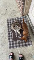 Miniature Schnauzer Puppies for sale in Alvin, TX, USA. price: NA