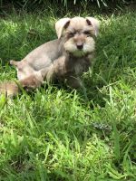 Miniature Schnauzer Puppies for sale in Livingston, TX 77351, USA. price: NA