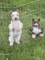 Miniature Schnauzer Puppies for sale in West Branch, IA 52358, USA. price: NA