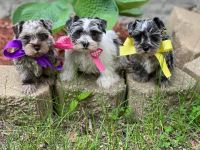 Miniature Schnauzer Puppies for sale in Hampton, GA 30228, USA. price: NA