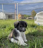 Miniature Schnauzer Puppies for sale in Humboldt, SD 57035, USA. price: NA