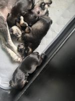 Miniature Schnauzer Puppies for sale in Farley, IA, USA. price: NA