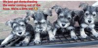 Miniature Schnauzer Puppies for sale in Dayton, OH 45439, USA. price: NA