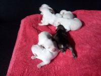 Miniature Schnauzer Puppies for sale in Greenville, SC, USA. price: NA