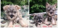 Miniature Schnauzer Puppies for sale in Ossian, IN 46777, USA. price: NA