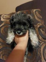 Miniature Schnauzer Puppies for sale in McAllen, TX 78504, USA. price: NA