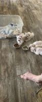 Miniature Schnauzer Puppies for sale in Buna, TX 77612, USA. price: NA