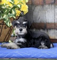 Miniature Schnauzer Puppies for sale in King of Prussia, PA, USA. price: NA