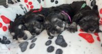 Miniature Schnauzer Puppies for sale in Farley, IA, USA. price: NA