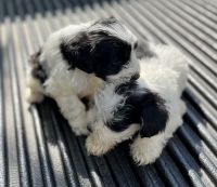 Miniature Schnauzer Puppies Photos