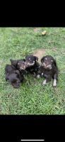 Miniature Schnauzer Puppies for sale in Rex, GA, USA. price: NA