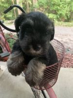 Miniature Schnauzer Puppies for sale in Plainfield, IN, USA. price: NA