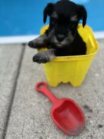 Miniature Schnauzer Puppies for sale in Plainfield, IN, USA. price: NA