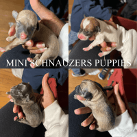 Miniature Schnauzer Puppies for sale in Upper Marlboro, MD 20772, USA. price: NA