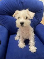 Miniature Schnauzer Puppies for sale in Vado, NM 88072, USA. price: NA