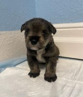Miniature Schnauzer Puppies Photos