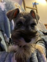 Miniature Schnauzer Puppies for sale in Mooresville, IN 46158, USA. price: NA