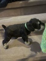 Miniature Schnauzer Puppies for sale in Wolcottville, IN, USA. price: NA