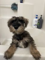 Miniature Schnauzer Puppies for sale in Woodburn, OR 97071, USA. price: NA