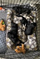 Miniature Schnauzer Puppies for sale in Tullahoma, TN, USA. price: $1,000