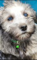 Miniature Schnauzer Puppies for sale in Bellingham, WA, USA. price: $1,200